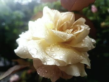 Close-up of wet flower