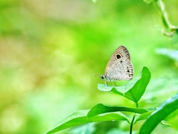Closeup photos a butterfly perched on a green leaf