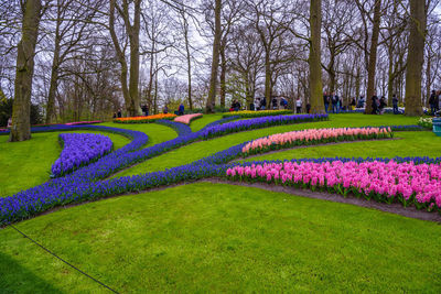 Fresh purple flowers in park