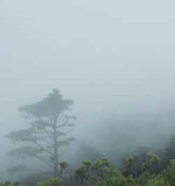 Trees against sky during foggy weather