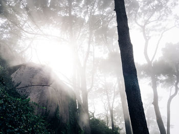 Sunlight streaming through trees in forest