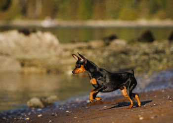 Close-up of dog on water