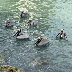 High angle view of ducks swimming in lake