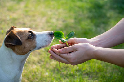 Close-up of dog