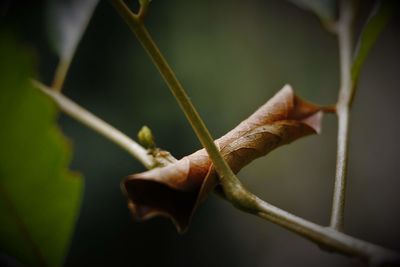 Close-up of lizard on plant
