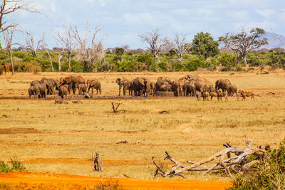 Elephants on field against sky