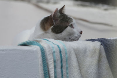 Close-up of cat looking away