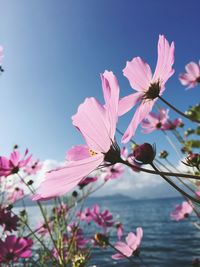 Close-up of pink flowers against sky