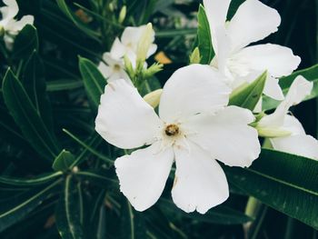 Close-up of white flowers