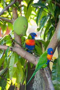 View of parrot perching on tree