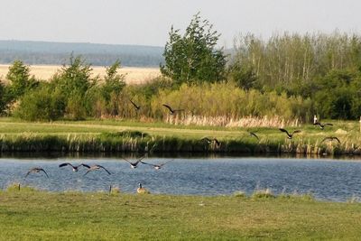 Birds flying over lake