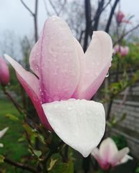 Close-up of pink flowers