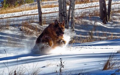 Dog on snow covered field during winter