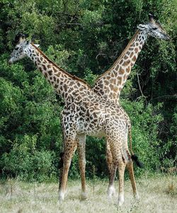 Giraffe grazing on field