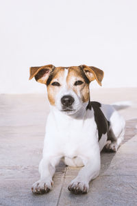 Portrait of dog sitting on floor