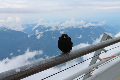 Bird perching on railing against sky