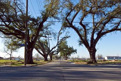 Empty road along trees