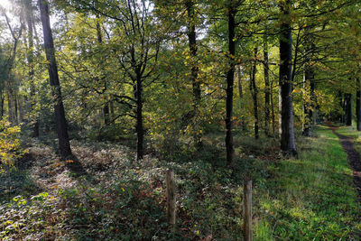 Trees growing in forest