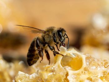 Close-up of bee on honeycomb.