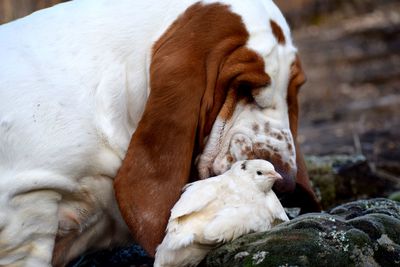 Close-up of two dogs