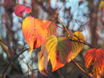 Close-up of autumnal leaves against blurred background