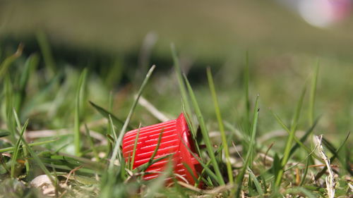 Close-up of red flag on grassy field