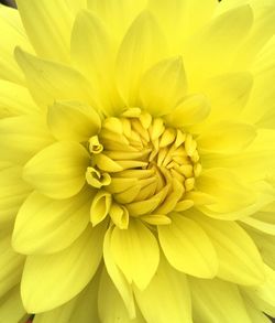 Full frame shot of yellow flower