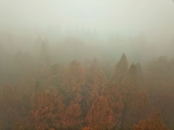 Trees in forest against sky