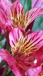 Close-up of pink flower