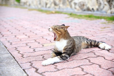 Cat yawning on footpath