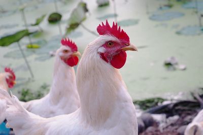 Close-up of rooster