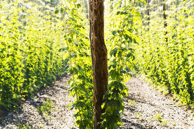 Hop farm field with lupulus plants for make beer , villoria village, spain