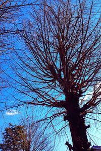 Low angle view of tree against blue sky