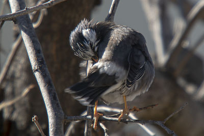 Close-up of bird perching on branch