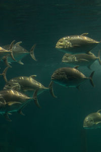 Close-up of fish swimming in aquarium