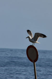 Seagull perching on sea against clear sky