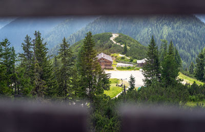 Scenic view of trees in forest