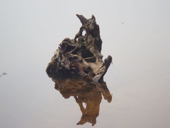 Close-up of lizard on rock against sky