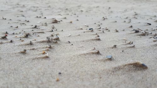 High angle view of crab on sand