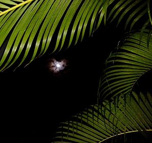 Close-up of leaf against black background