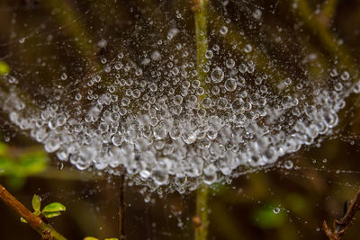 Close-up of water drops on leaf