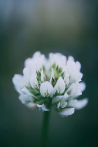 Close-up of white flowering plant