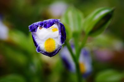 Close-up of purple flowering plant