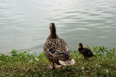 Flock of ducks swimming on lake