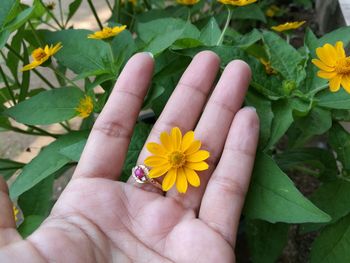 Close-up of hand holding yellow flower