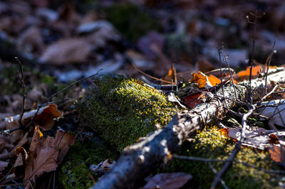 Close-up of fallen leaves on field