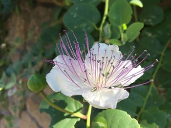 Close-up of purple flowering plant