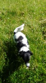 High angle view of dog on field
