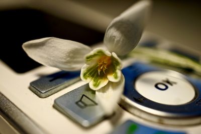 Close-up of flower on remote control