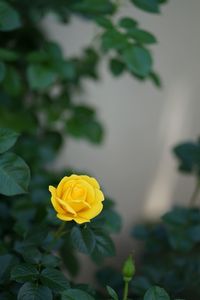 Close-up of yellow flowering plant